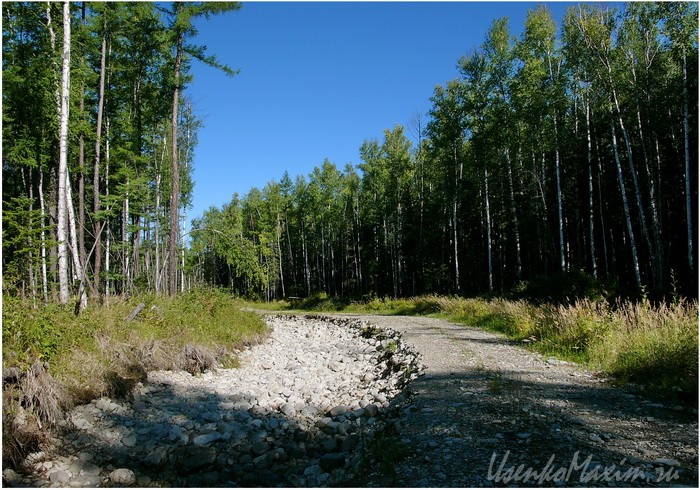 Старая лесовозная дорога к первым сопкам
