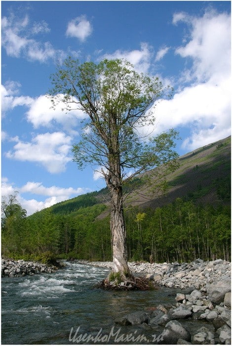 Устоявшее дерево в потоке реки Омот-Макит