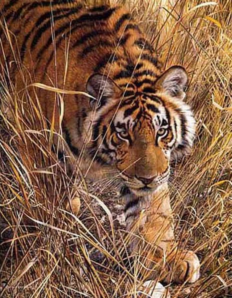 Анималистика Carl Brenders. Высокие травы тигра. Акварель