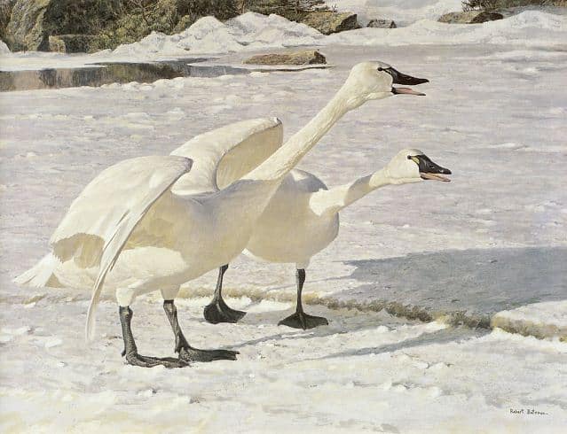 Robert Bateman. Анималистическая живопись. Лебеди