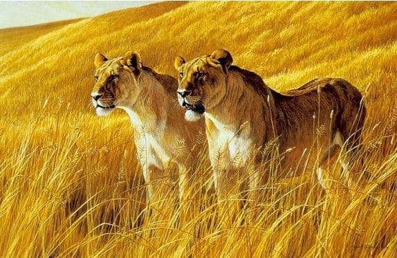 Robert Bateman. Анималистическая живопись. Львы