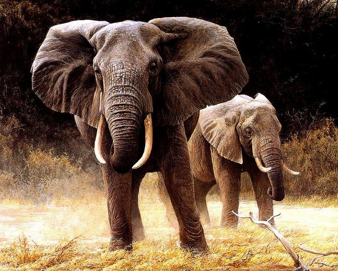 Robert Bateman. Анималистическая живопись. Слоны