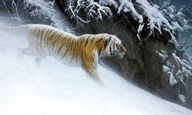Robert Bateman. Анималистическая живопись. Тигр