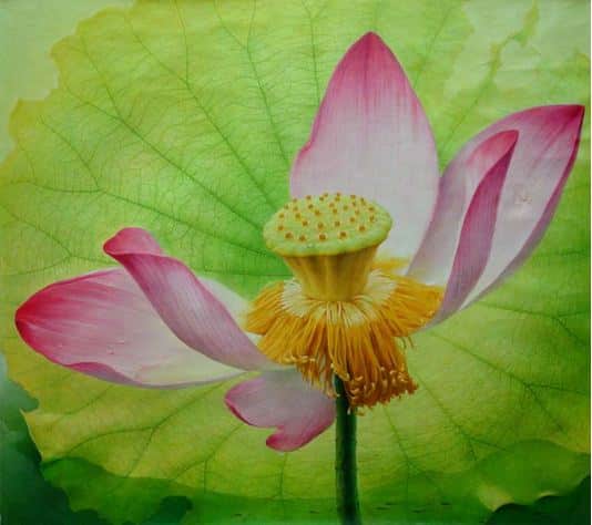 Jiang Debin. Цветы маслом. Beauty of Lotus. 99х109