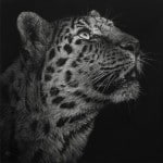 Художница Cristina Penescu. Гратография Northern Chintse Leopard. 12x12 дюймов