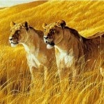 Robert Bateman. Анималистическая живопись. Львы
